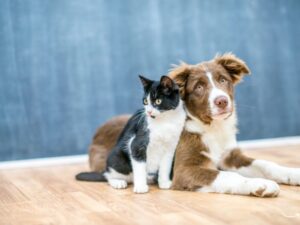 Lifetime Pet Wellness: The Key to a Happy, Healthy Pet