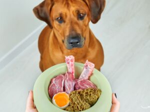 The Truth About Pet Food: What You Need to Know