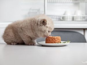 Tucker’s Pet Food: A Comprehensive Guide to Premium Pet Nutrition