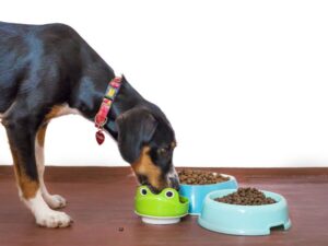 Unveiling the Truth Behind “Pet Food Exposed com”
