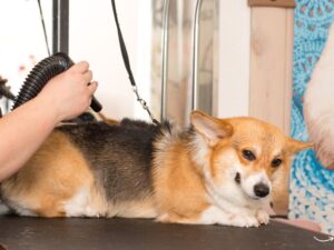 The Ultimate Guide to Pet Grooming in Dallas