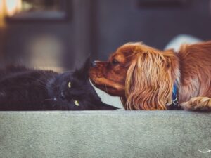 Broad Ripple Pet Wellness: Ensuring Your Furry Friends Thrive