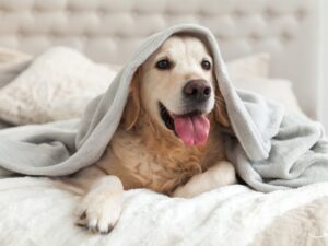 Main Street Pet Wellness: The Ultimate Guide to Keeping Your Pet Healthy and Happy