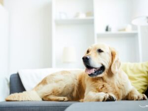 Pet Business Ideas: Turning Your Passion for Pets into Profitable Ventures