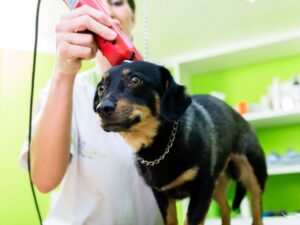 Pet Grooming San Antonio: The Ultimate Guide to Pampering Your Pets