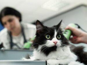 Chino Hills Pet Grooming: Pampering Your Furry Friends