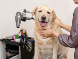 Riverside Animal Shelter: A Guide to Adopting Your New Best Friend