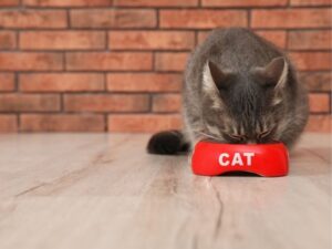 Montgomery County Animal Shelter: A Guide to Compassionate Care and Community Involvement