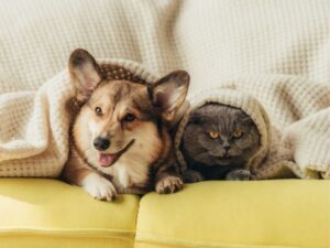 VCA Animal Hospital: Comprehensive Care for Your Pet