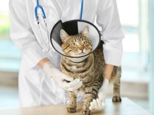 Emergency Animal Hospital: A Lifeline for Your Pets in Crisis