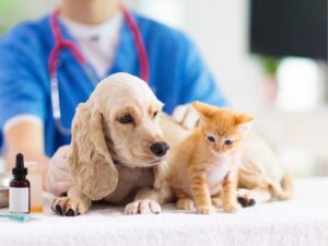 Everything You Need to Know About Animal Emergency Hospitals
