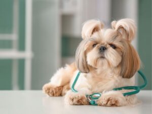 Canada Pet Care Review: A Trusted Companion for Your Pet’s Wellness