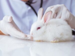 Pittsfield Pet Care: Ensuring a Happy and Healthy Life for Your Furry Friends