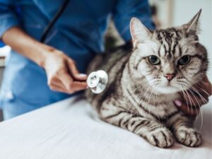 Everything You Need to Know About Companion Animal Hospitals