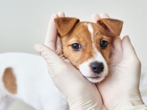 Discover the Healing Touch of Holistic Pet Care in Little Falls, NJ