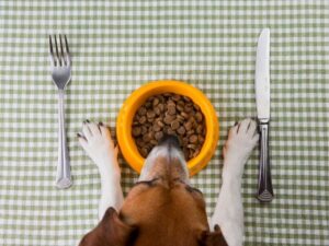 Oxbow Animal Health Carnivore Care: The Ultimate Nutritional Support for Meat-Eating Pets
