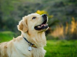 Animal Clinic: A Comprehensive Guide to Pet Care and Services