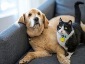 Homemade Cleaning Solutions for Puppy Messes