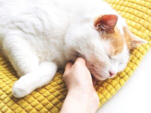 Discover the Best Pet Friendly Hotels for Your Next Adventure