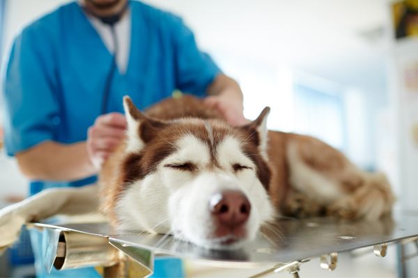 pet dental health tips