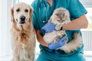 Balanced Diet for Kittens – Complete Guide for Pet Owners