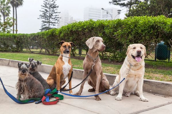 dog breeds good with kids