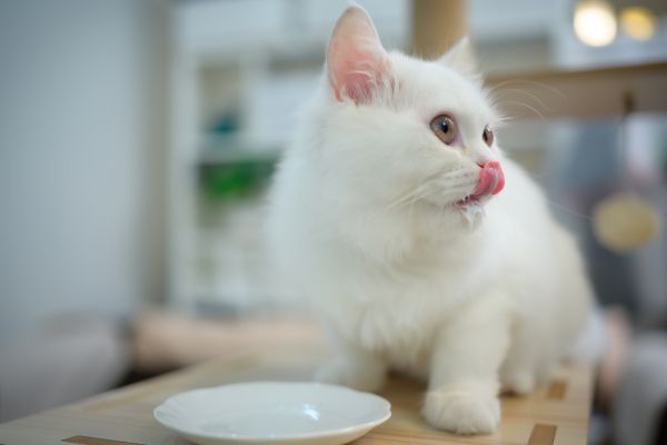 most playful cat breeds
