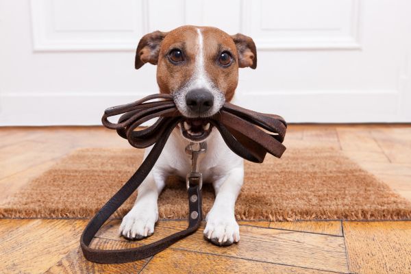 crate training a dog