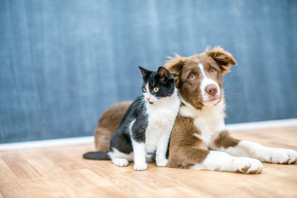 How to choose a pet sitter