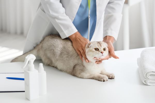 signs your pet needs a vet