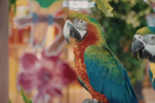 exotic pet licensing requirements