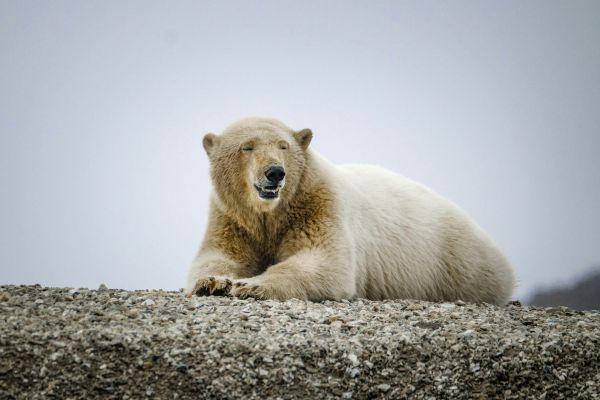 Endangered animals list