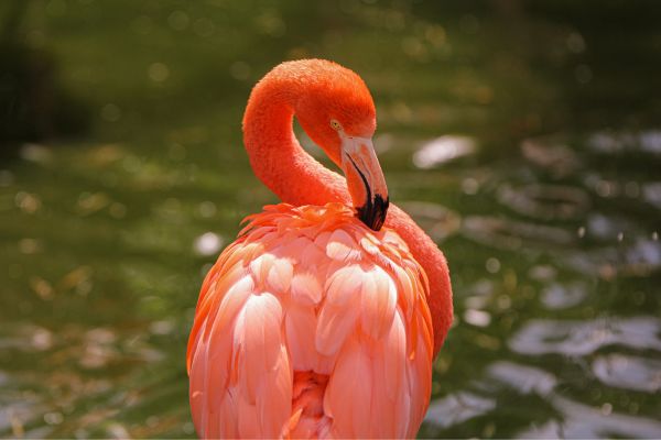 Wild animal rescue