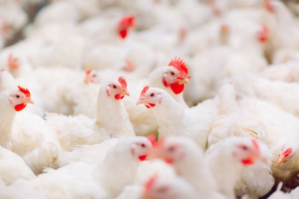 chicken predator protection