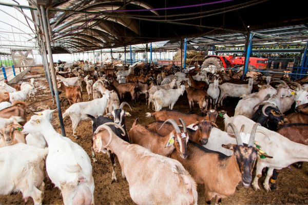 how to start goat farming