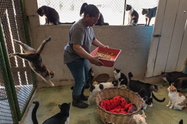 benefits of donating to animal shelters