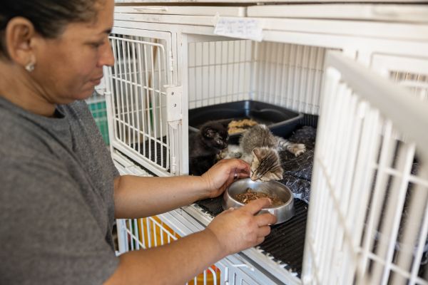 ways to support animal shelters