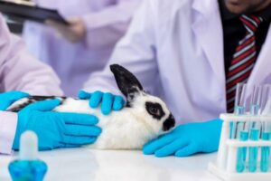 Preventing Animal Cruelty: Laws, Tips & Organizations