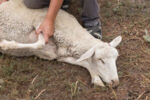 Ethical Treatment of Animals: What You Need to Know