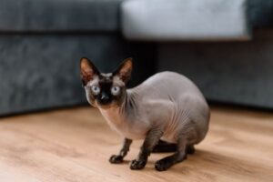 Hypoallergenic Cat Breeds: Best Options for Allergy Sufferers