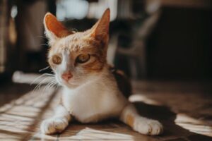 How to Clean a Cat’s Ears at Home Safely