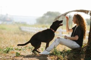 Positive Reinforcement Dog Training: How It Works