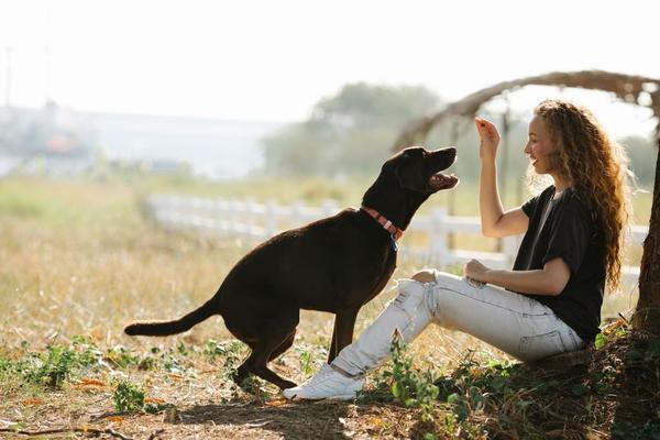 positive reinforcement dog training methods