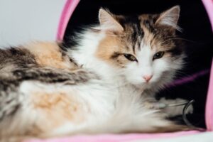 10 Signs of a Sick Cat Every Owner Should Know