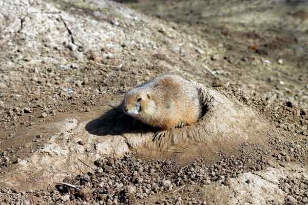 why does my dog dig holes in the yard