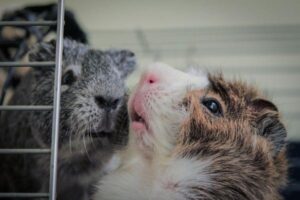 Guinea Pig Cage Size Requirements for 1 or 2 Pigs