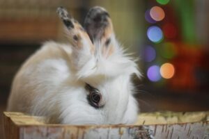 Rabbit Litter Box Training: A Step-by-Step Guide