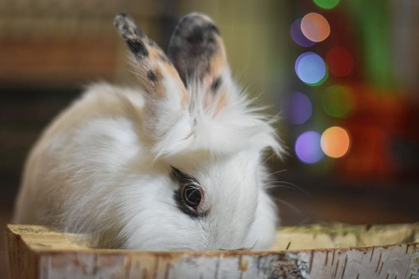 rabbit litter box training