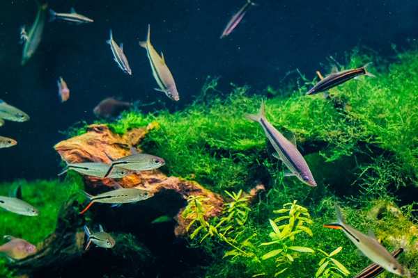 aquarium algae control