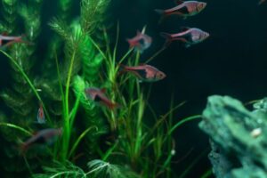 Aquarium Nitrogen Cycle: How Cycling Keeps Fish Safe